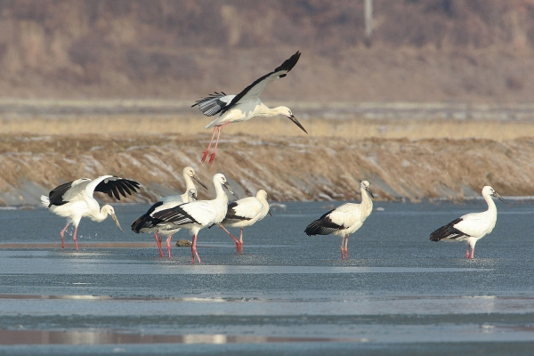 천수만에서 확인된 황새 사진