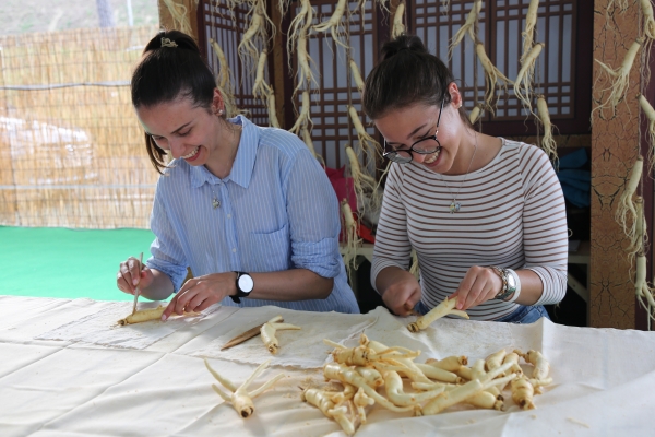 금산인삼축제 체험 모습