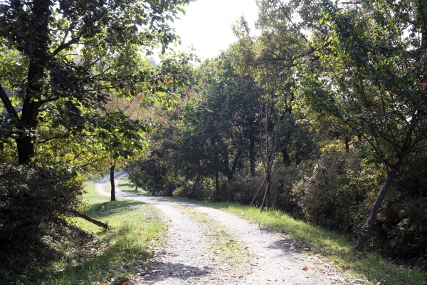 아미산 임도 가을 모습