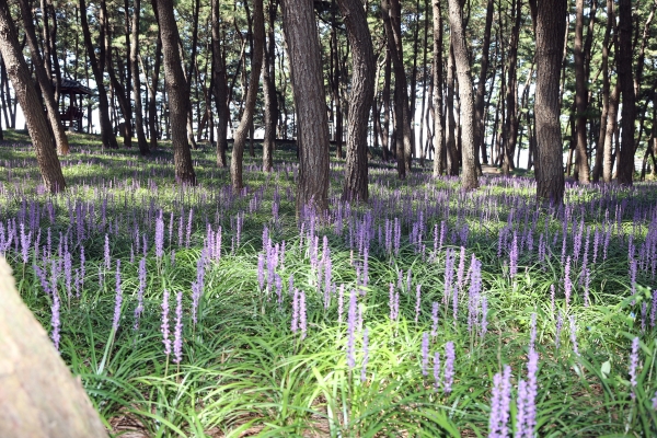 서천군 장항읍 송림 숲, 국가 산림문화자산 지정