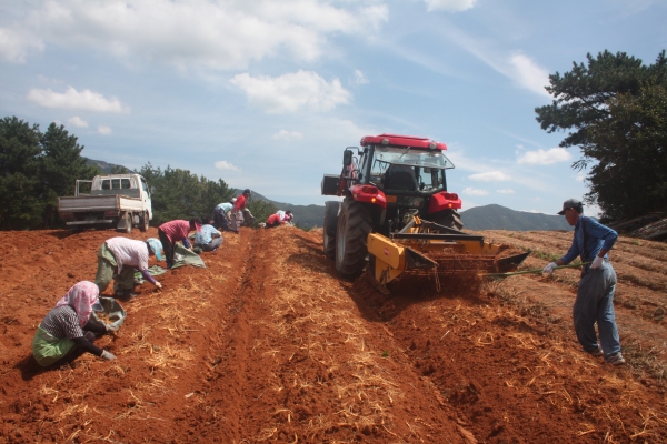 금산인삼 수확 이미지