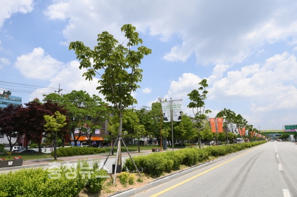 마로니에 가로수 식재 모습