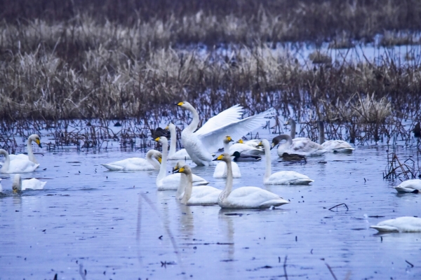 합덕제 고니 모습