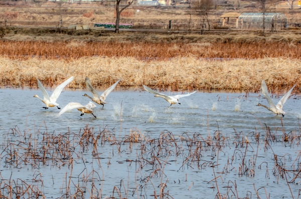 합덕제 고니 모습