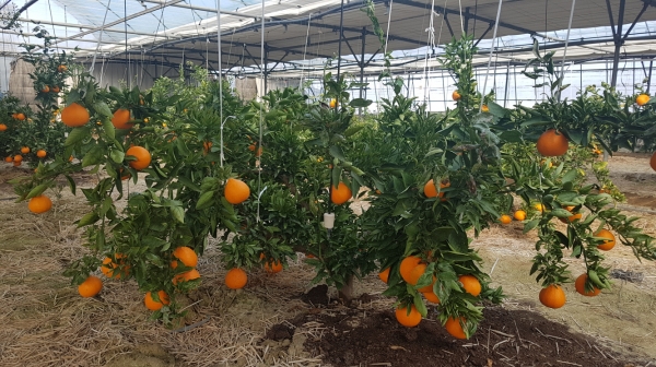 무가온 시설하우스에서 수확을 기다리고 있는 천혜향 과수