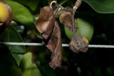 배에 나타난 과수화상병 증상