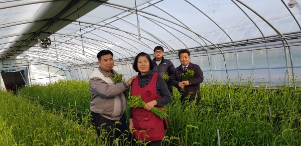 프리지어 촉성재배가 ‘연중 꽃 출하’