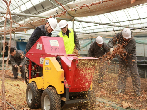 포도 전정목 파쇄