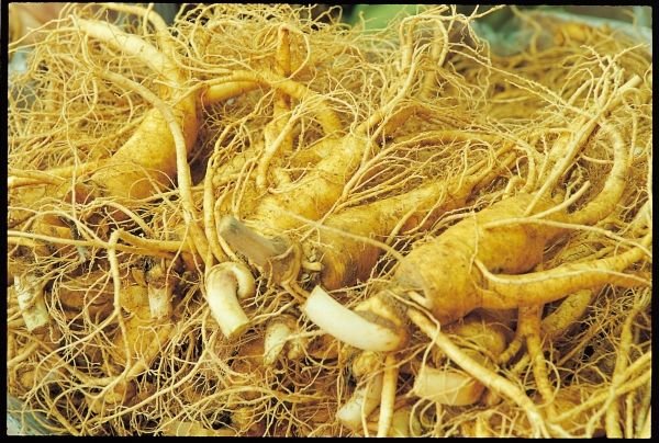 금산인삼, 신종 코로나바이러스 억제 효과 기대.