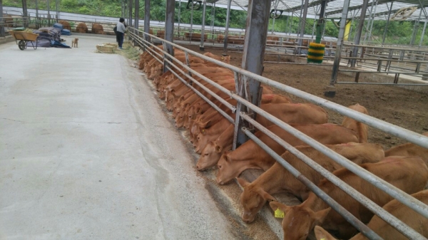 금산군 2020 축산사업 29억 원 집중투자