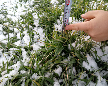 겨울철 잦은 비와 한파로 보리 등 사료작물 생산량 차질 우려