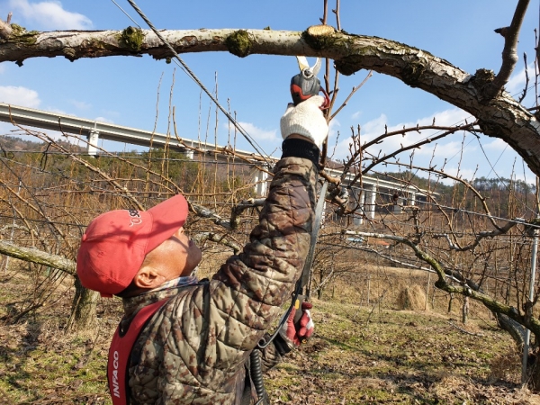과수 화상병 방제 지원 관련 사진