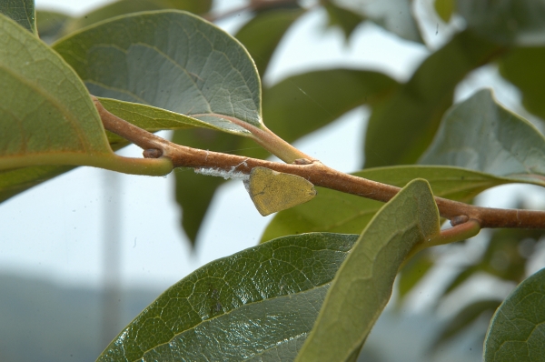 월동기 외래돌발해충 방제 철저