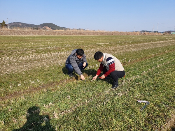 월동작물 맥류, 마늘, 양파, 조사료 웃거름 시용지도 (맥류 생육재생기 판단)