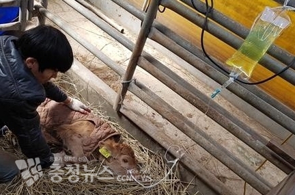 홍성군 대동물 당직병원 지원으로 진료공백 최소화