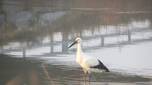 지난 22일 부적면 외성교 아래에서 황새 발견