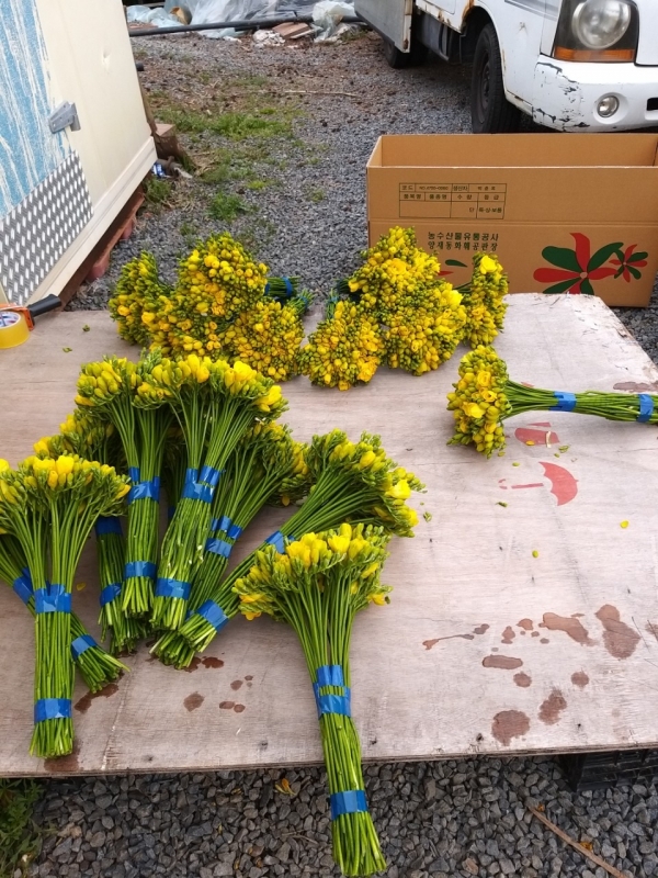 프리지어 포장 모습