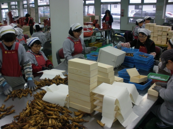 인삼제품 포장 선별 작업 모습