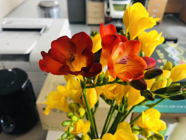 코로나19 꽃 소비 캠페인 관련 사진