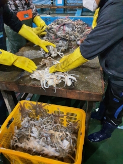 주꾸미 어획장면