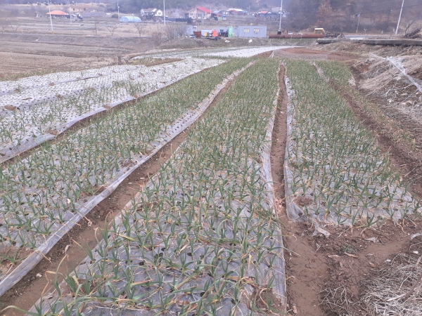 온화한 겨울 ‘마늘·양파 병해충 및 웃자람 주의보’  2차 웃거름 시용 및 주요 병해충 예방 현장지도