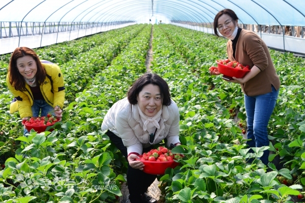 딸기수확 지원에 나선 대전과 세종시민들 / 충청뉴스 최형순 기자
