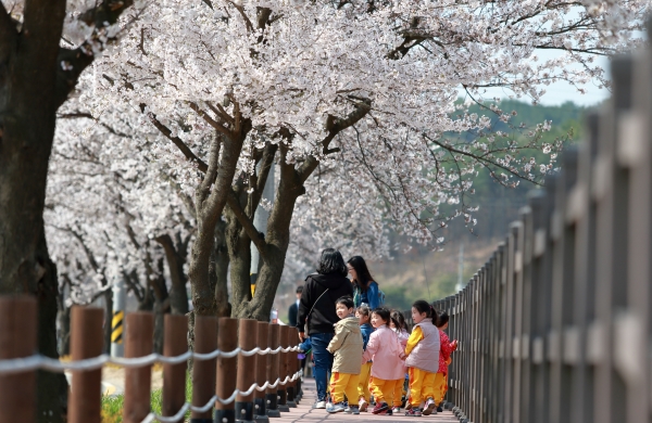 지난해 북면 위례 벚꽃축제