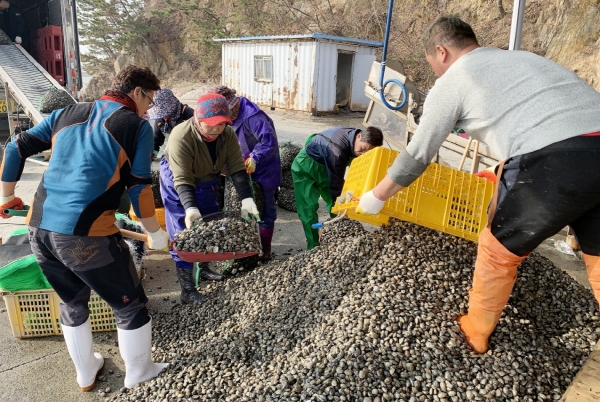 지난 9일 바지락 선별하는 소원면 파도리 어촌계원 모습.