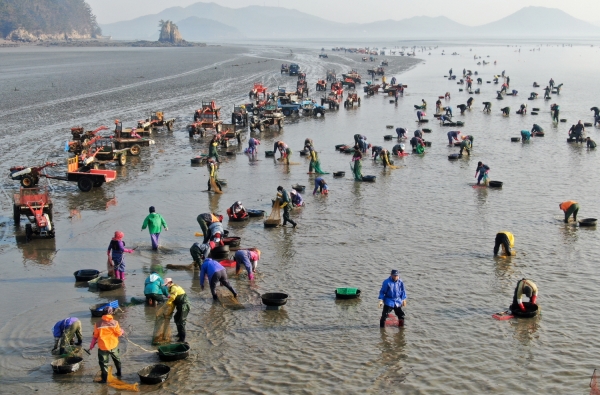 지난 9일 바지락 채취에 나선 소원면 파도리 어촌계원 모습.