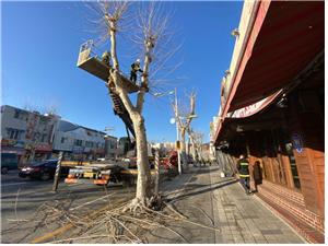 가로수 전정작업 중