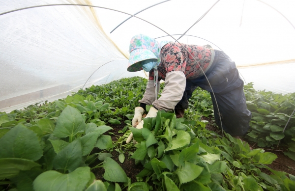 12일 남면 원청리에서 농민들이 참취나물을 수확하는 모습.