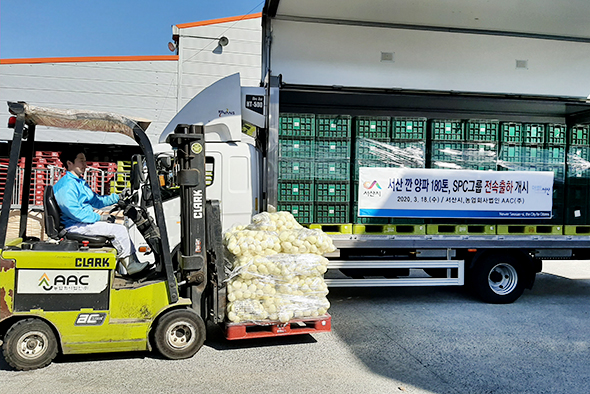 양파 출고 모습