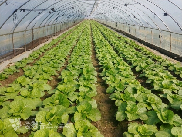 학교급식 납품용 배추밭 모습