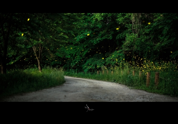 지난해 아산시 송악면 궁평저수지 일대 반딧불이/  사진제공 : 사진작가 ‘하루’