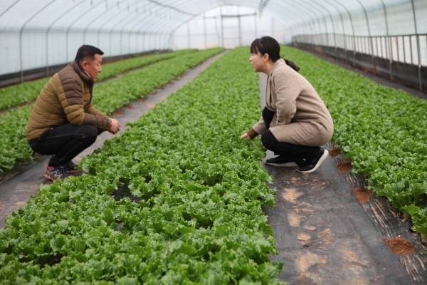 상추시설재배 (찾아가는영농현장교육).