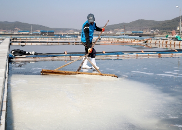 지난 23일 근흥면 마금리의 한 염전에서 소금을 생산하고 있는 모습.