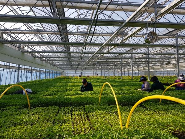 명품청양고추 우량모종 육묘 분주