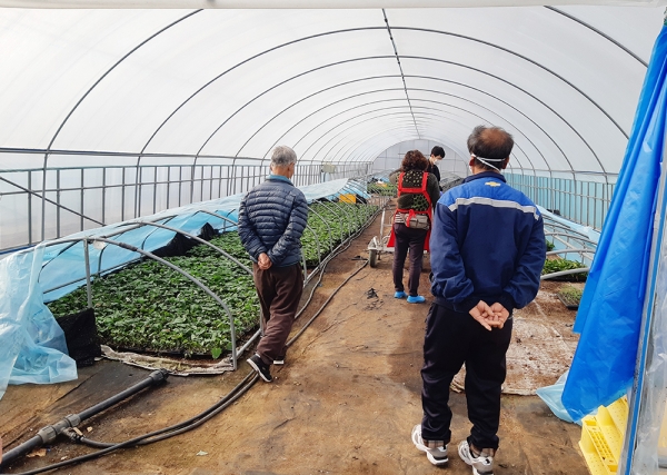 조직배양 고구마 무병묘 농가보급 장면