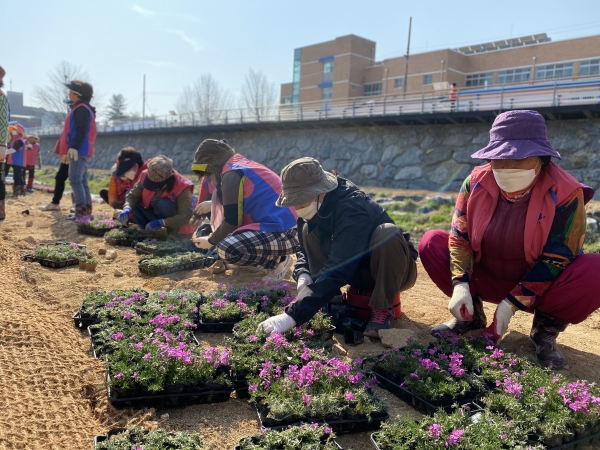 지난 26일 사회단체가 참여한 금산천 꽃단지 조성 모습