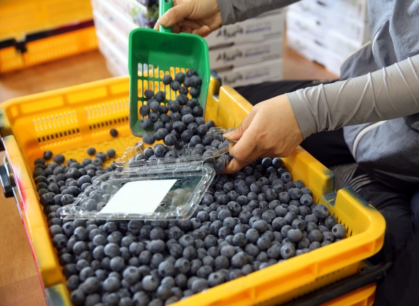 ‘서래야 블루베리’ 본격 출하