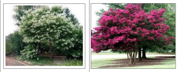 칠자화 만개모습 // 이름은 꽃이 한줄기에서 7송이가 핀다는 뜻이 담겨져  있다. 8월에 개화하고 11월말까지, 최근엔 12월초까지도 꽃을 감상할 수 있는 게 큰 매력이다.