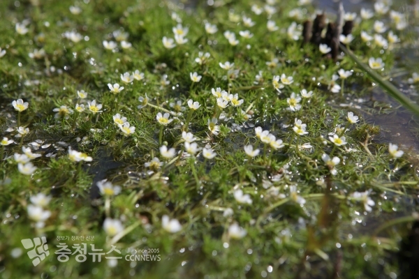 멸종위기야생생물Ⅱ급 매화마름의 개화