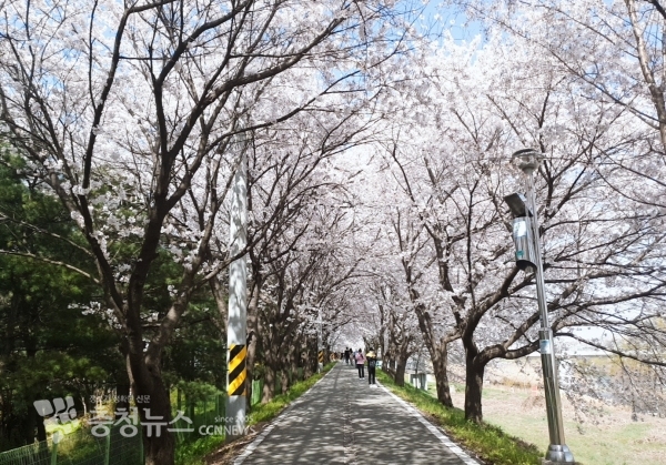 조치원읍 조천 벚꽃길 / 충청뉴스 이성현 기자