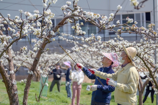 공주시 농촌 일손돕기 봉사활동