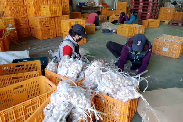 6시내고향 방영 후 급증한 주문량 배송을 위해 선별 및 포장작업하는 모습