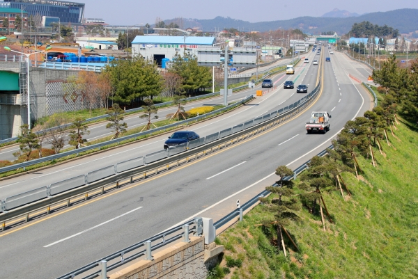 국도 32호선 소나무 명품가로숲 모습.