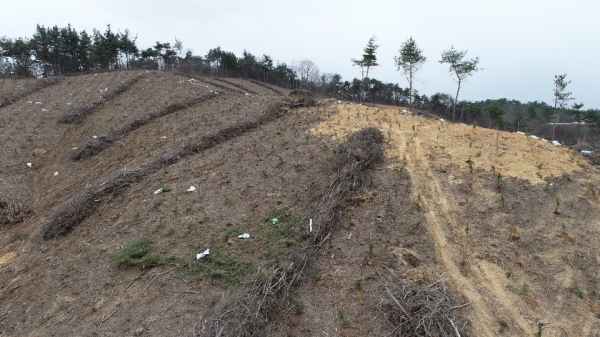 나무심기(석문면 삼화리 해송)