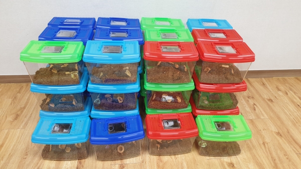 드림스타트 반려곤충 사육키트