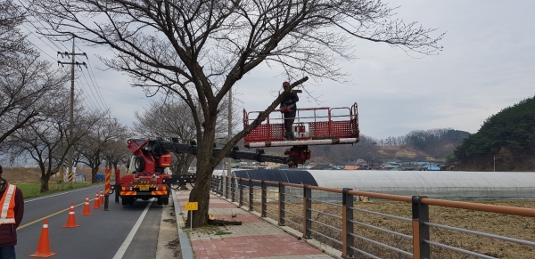 가로수 가지치기 작업 모습