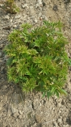 청양지역 이색 소득작물 ‘눈개승마’ 수확